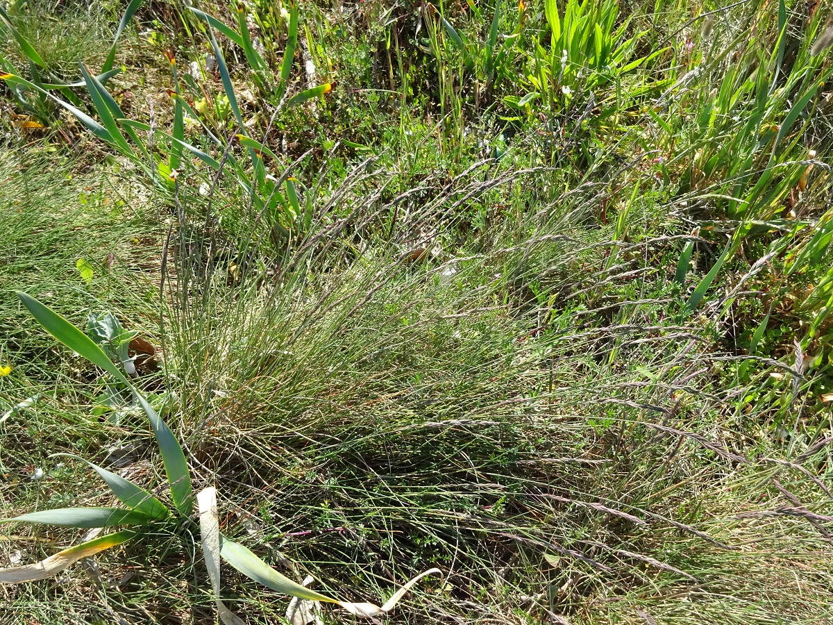 Festuca vasconcensis (Poaceae)
